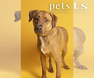 Mutt Dogs for adoption in Foristell, MO, USA