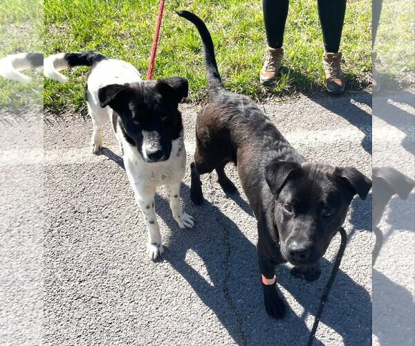 Medium Photo #2 Border Collie-Unknown Mix Puppy For Sale in Rockaway, NJ, USA