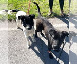 Small #1 Border Collie Mix