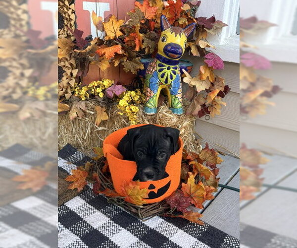 Medium Photo #1 American Pit Bull Terrier-Unknown Mix Puppy For Sale in McKinney, TX, USA
