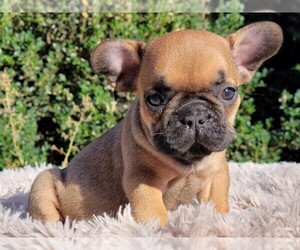 French Bulldog Puppy for sale in BOSTON, MA, USA