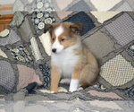 Small Photo #20 Shetland Sheepdog Puppy For Sale in GREENWOOD, WI, USA