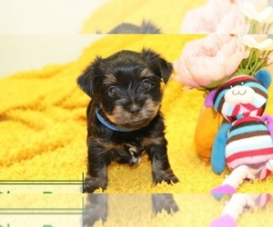 Yorkshire Terrier Puppy for sale in BROOKLINE, MA, USA