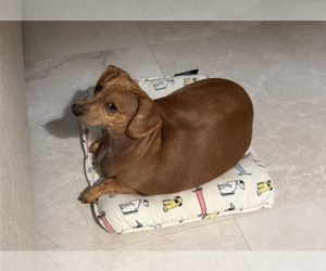 Dachshund Dogs for adoption in Weston, FL, USA