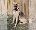 Small German Shepherd Dog