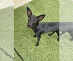 Small #2 Chihuahua