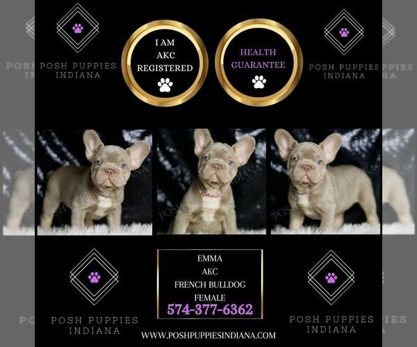 Medium Photo #2 French Bulldog Puppy For Sale in WARSAW, IN, USA