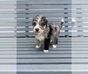 Aussiedoodle Puppy for Sale in CHARLESTON, Arkansas USA