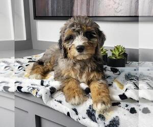 Miniature Bernedoodle Puppy for sale in FRANKLIN, IN, USA