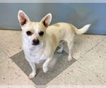 Small #3 Chihuahua Mix