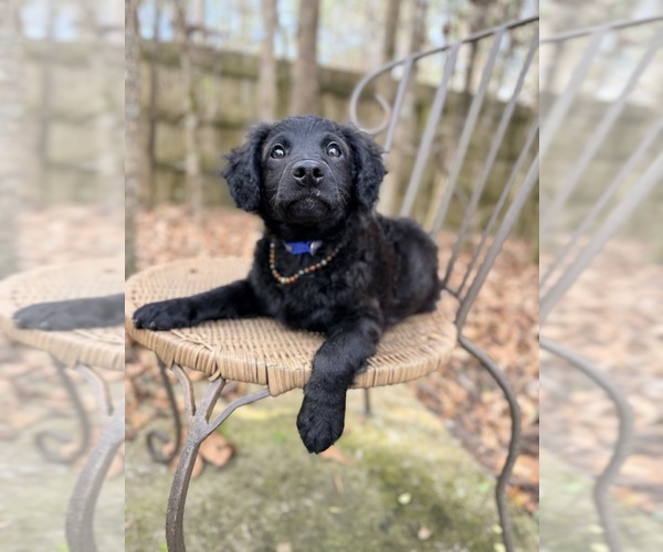 Medium Photo #9 Goldendoodle-Poovanese Mix Puppy For Sale in EVANS, GA, USA