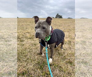 American Pit Bull Terrier Dogs for adoption in Alexandria, VA, USA