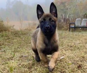 Belgian Malinois Puppy for sale in PIEDMONT, AL, USA