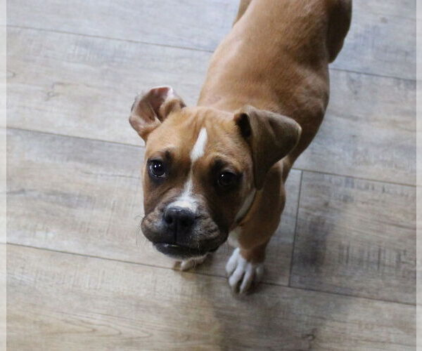 Medium Photo #7 Boxer Puppy For Sale in Burnsville, MN, USA