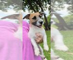 Small Photo #4 Jack Russell Terrier Puppy For Sale in Weston, FL, USA