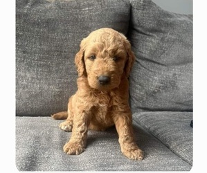 Goldendoodle Puppy for sale in DEXTER, GA, USA