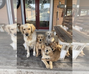 Golden Retriever Puppy for Sale in REEDLEY, California USA