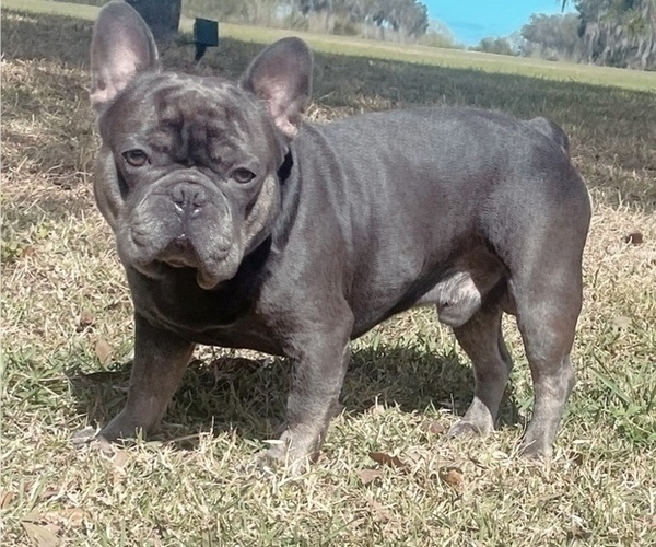 Medium Photo #1 French Bulldog Puppy For Sale in VALRICO, FL, USA