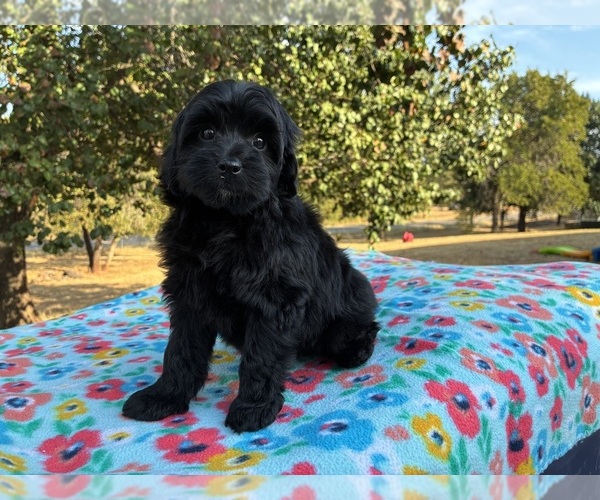 Medium Photo #3 Aussiedoodle Miniature  Puppy For Sale in OKLAHOMA CITY, OK, USA
