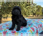 Small Photo #3 Aussiedoodle Miniature  Puppy For Sale in OKLAHOMA CITY, OK, USA