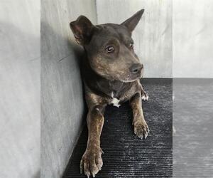 American Staffordshire Terrier-Unknown Mix Dogs for adoption in San Antonio, TX, USA