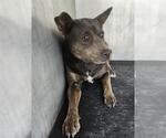 Small American Staffordshire Terrier Mix