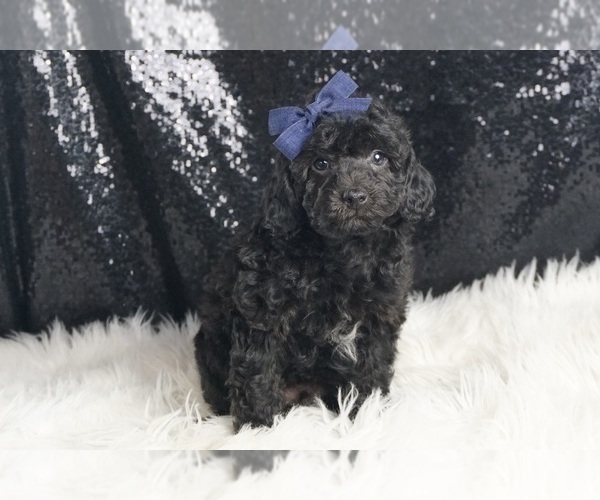 Medium Photo #4 Poodle (Toy) Puppy For Sale in WARSAW, IN, USA