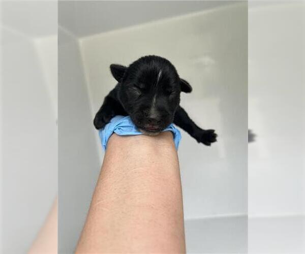 Medium Photo #1 Huskies -Unknown Mix Puppy For Sale in Houston, TX, USA
