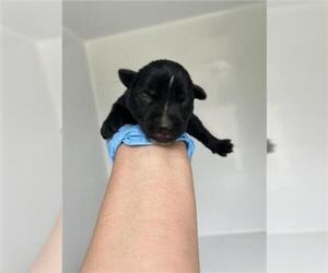 Huskies -Unknown Mix Dogs for adoption in Houston, TX, USA