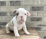 Small #2 French Bulldog