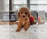 Small Photo #1 Cockapoo Puppy For Sale in INDIANAPOLIS, IN, USA