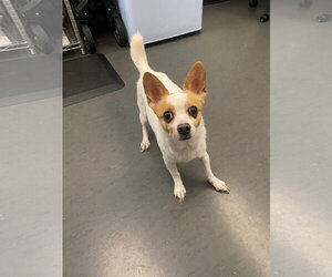 Rocky - Male Jack Chi Dog for Adoption - Photo #10