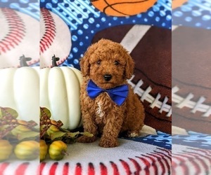 Poodle (Toy) Puppy for sale in KINZERS, PA, USA