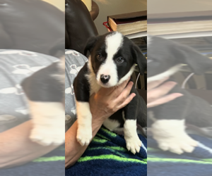 Medium Border Collie