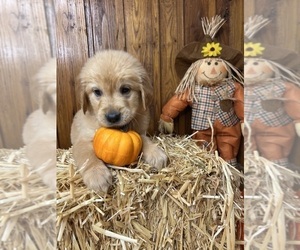 Golden Retriever Puppy for Sale in NEOLA, West Virginia USA