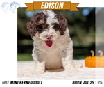 Small Photo #75 Miniature Bernedoodle Puppy For Sale in GOSHEN, IN, USA