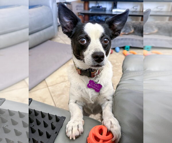 Medium Photo #2 Rat Terrier-Unknown Mix Puppy For Sale in Corona, CA, USA