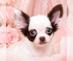 Small #3 Chihuahua