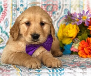 Golden Retriever Puppy for sale in LANCASTER, PA, USA