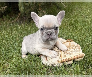 French Bulldog Puppy for sale in MIDDLEBURY, IN, USA
