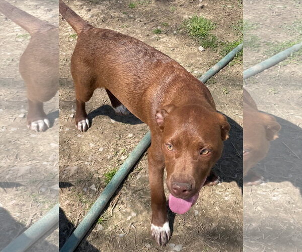 Medium Photo #3 Mutt Puppy For Sale in Tracy City, TN, USA