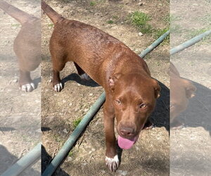 Jade - Female Labrador Retriever-Unknown Mix Dog for Adoption - Photo #3