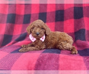 Goldendoodle (Miniature) Puppy for sale in LAKELAND, FL, USA