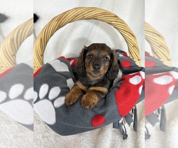 Medium Photo #2 Dachshund Puppy For Sale in GREENFIELD, IN, USA