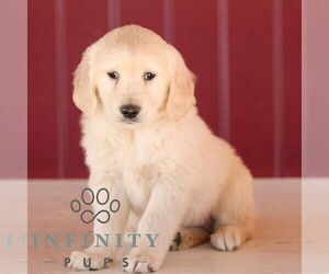 Golden Retriever Puppy for sale in MANHEIM, PA, USA