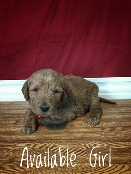 Medium Photo #1 Labradoodle Puppy For Sale in TINGLEY, IA, USA