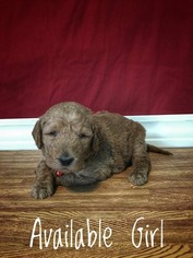 Labradoodle Puppy for sale in TINGLEY, IA, USA