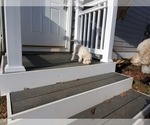 Small Photo #11 Goldendoodle Puppy For Sale in ATHENS, GA, USA