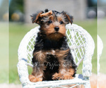Puppy Russ Yorkshire Terrier