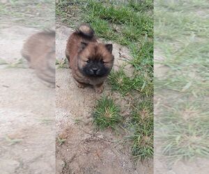 Chow Chow Puppy for sale in ZEBULON, NC, USA